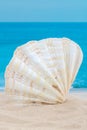 Wavy forms light with stripes shell and sea or ocean on the background for macro vertical peaceful wallpaper