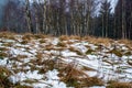 Wavy and frost bunch of grass on meadow, group of birch tree in forest