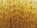Wavy golden wires Royalty Free Stock Photo