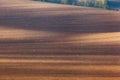 Wavy green fields. Striped rolling sunny hills at sunset