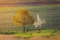 Wavy green fields. Striped rolling sunny hills at sunset