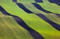 Wavy green fields. Striped rolling sunny hills at sunset