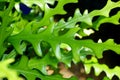 Wavy green leaf of Selenicereus plant