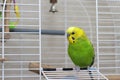 A wavy green parrot sits in an open cage. Beautiful talking bird with a yellow head. Cute green budgie Royalty Free Stock Photo