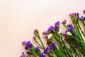 Wavy leaf sea lavender flowers Limonium lined up diagonally in the lower right corner on pink background. Top view. Copy space