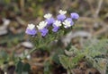 Wavy-leaf Sea Lavender