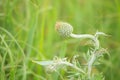 Wavy-leaf Thistle