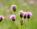 Wavy-Leaf Thistle Looks LIke It Got a Bad Haircut Royalty Free Stock Photo