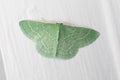 A Wavy-Lined Emerald moth on a white wall with vibrant green hair Royalty Free Stock Photo