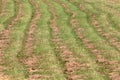 Wavy lines of freshy light green grass and cut down dry grass in local field background texture Royalty Free Stock Photo