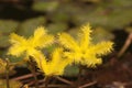 Wavy marshwort flower in garden pond Royalty Free Stock Photo