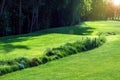 A wavy meadow with a green lawn and reeds. Royalty Free Stock Photo