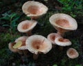 wavy mushrooms