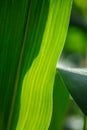 Wavy natural lines of green corn leaves with rich natural texture and translucent structure