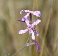 Field wallflower flower Matthiola fruticulosa.