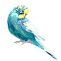 Wavy parrot blue with a yellow head. watercolor illustration