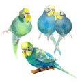 Wavy parrot blue with a yellow head watercolor illustration