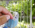 A wavy parrot in a cage. Hand at the parrot. Royalty Free Stock Photo