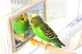 Wavy parrot in a cage.