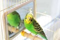 Wavy parrot in a cage. Royalty Free Stock Photo