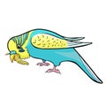 Wavy parrot eats a branch of Senegalese millet. vector illustration