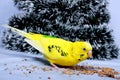 A wavy parrot eats a corn. Royalty Free Stock Photo