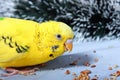 A wavy parrot eats a corn. Royalty Free Stock Photo