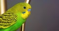 Wavy parrot green and yellow colors. Abstract blurred background. Solar glare. Space for text. A bright beautiful bird Royalty Free Stock Photo