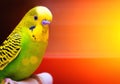 Wavy parrot green and yellow colors. Abstract blurred background. Solar glare. Space for text. Royalty Free Stock Photo