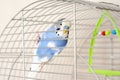 The wavy parrot sits in a cage. Parrot blue with blue Royalty Free Stock Photo