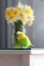 Wavy parrot on the table. Little yellow green budgerigar Royalty Free Stock Photo