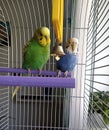 wavy parrots, green and blue, female and male, sit on a lilac stick near the bell