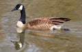 Wavy Reflection-Goose Royalty Free Stock Photo