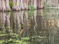 Wavy reflections of a clump of tall swamp cypress trees Royalty Free Stock Photo