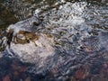 Wavy ripple surface of water on shallow rapid stream with colorful gravel at bottom, landscape with abstract texture running water Royalty Free Stock Photo