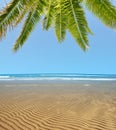 Wavy sandy beach at low tide with palm tree Royalty Free Stock Photo