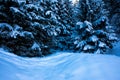 Wavy snow covered field under pine trees in the bavarian alps