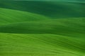 Wavy summer rural landscape in green color. Natural Green Background texture. Green moravian spring undulating fields of crops