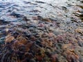 Wavy surface of  shallow rapid stream with colorful gravel at bottom, running water in creek, intimate landscape with rippling Royalty Free Stock Photo