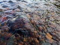 Wavy surface of  shallow rapid stream with colorful gravel at bottom, running water in creek, intimate landscape with rippling Royalty Free Stock Photo