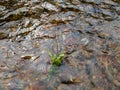 Wavy surface of water on shallow rapid stream with colorful gravel at bottom, water running around plant in creek, intimate Royalty Free Stock Photo