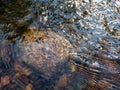 Wavy surface of water on shallow rapid stream with colorful gravel at bottom, running water in creek, intimate landscape Royalty Free Stock Photo