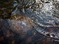 Wavy surface of water on shallow rapid stream with colorful gravel at bottom, running water in creek, intimate landscape Royalty Free Stock Photo