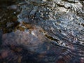 Wavy surface of water on shallow rapid stream with colorful gravel at bottom, running water in creek, intimate landscape