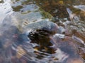 Wavy surface of water on shallow rapid stream with colorful gravel at bottom, running water in creek, intimate landscape Royalty Free Stock Photo