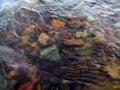 Wavy surface of water on shallow rapid stream with colorful gravel at bottom, running water in creek, intimate landscape Royalty Free Stock Photo