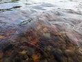 Wavy surface of water on shallow rapid stream with colorful gravel at bottom, running water in creek, intimate landscape Royalty Free Stock Photo