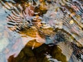 Wavy surface of water on shallow rapid stream with colorful gravel at bottom, running water in creek, intimate landscape Royalty Free Stock Photo
