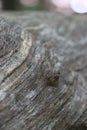 Wavy wood grain on forest log Royalty Free Stock Photo