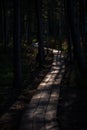 wavy wooden foothpath in swamp forest tourist trail